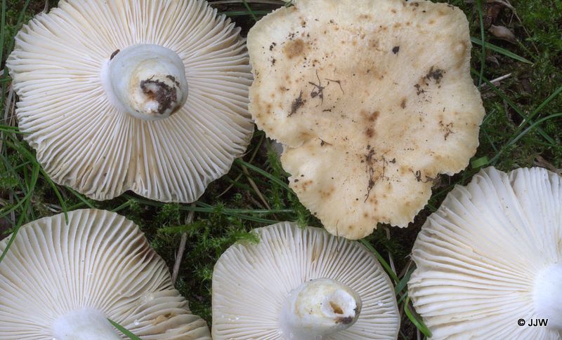 Russula farinipes